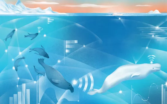 Illustration of various seals and a beluga whale swimming in an icy environment, with Wifi-looking waves emanating from their heads.