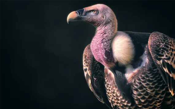 Close-up of a profile of a colorful Rüppell's vulture.