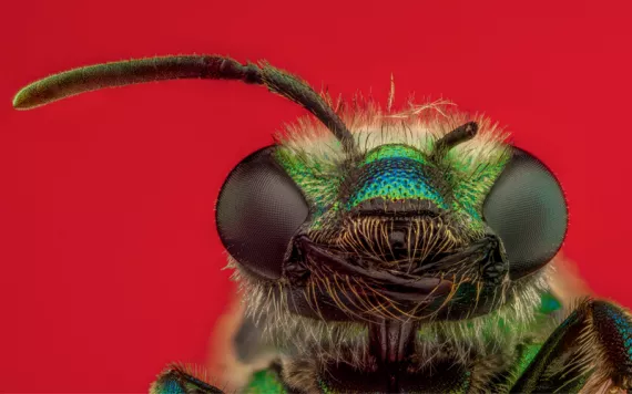 Close-up of a green orchid bee against a red background.