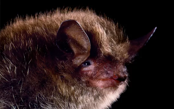 Close-up of a face of a little brown bat.