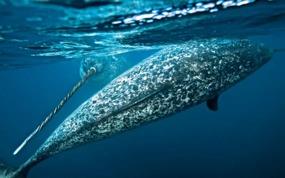 Two narwhals with long tusks swim in dark water.