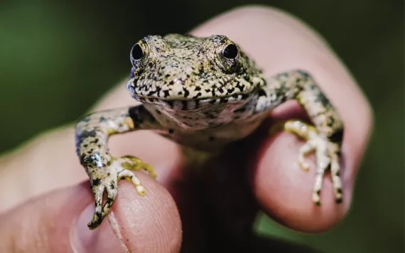 A close-up of wet hands holding a frog upside down so you can see its yellow underbelly.