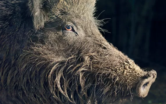Close-up of a boar's mud-covered snout in profile.