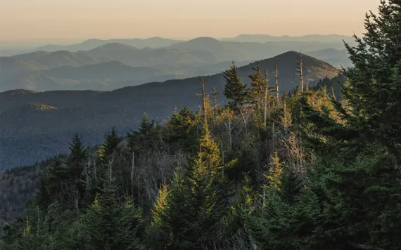 The Black Mountains from up high with forest in the foreground and a peach sky in the background.