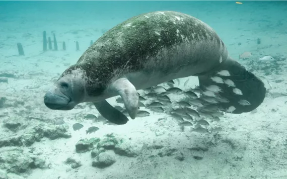 A manatee floats in blue water, with a school of silvery fish swimming beneath it