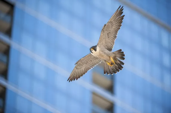 Falcon, city, raptor, bird of prey