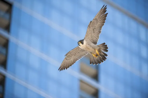 Falcon, city, raptor, bird of prey