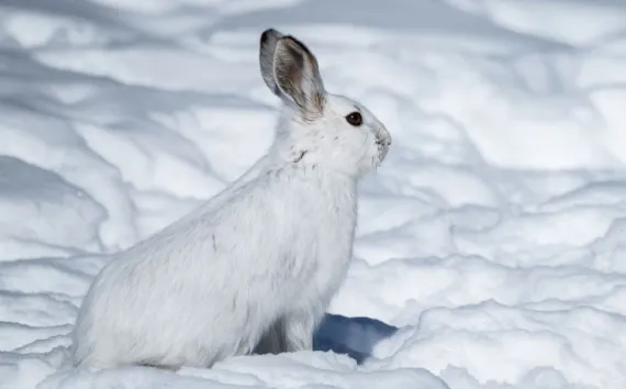 Will the bunny escape? Watch to see.