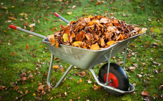 Don't throw out the leaves -- throw them in the compost!