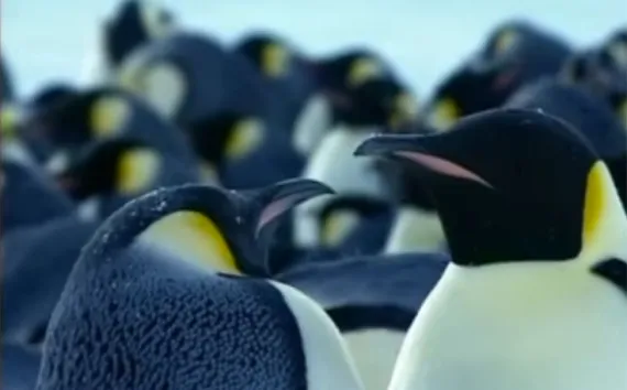 Fathers of the animal kingdom.