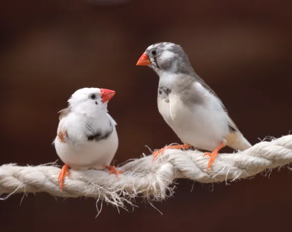 Zebra Finch couple