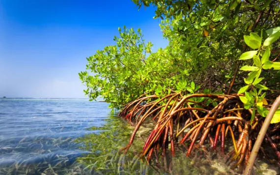 mangroves and corals unite