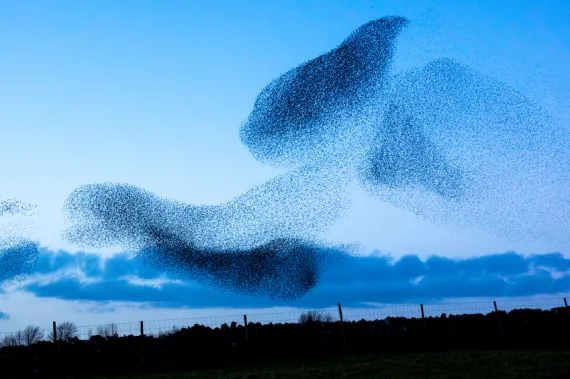 murmuration, starling, birds