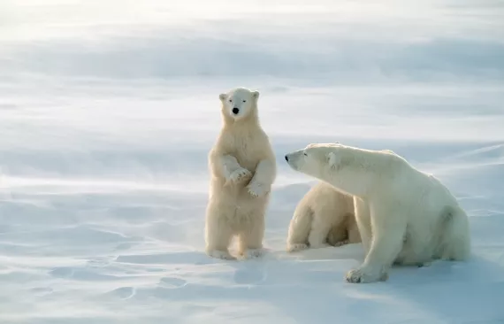 polar bears in Canadian Arctic
