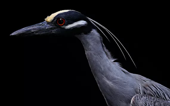 Black-crowned night heron, Suncoast Seabird Sanctuary, Bob Croslin