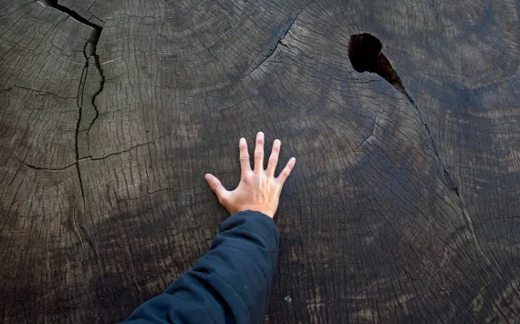 An enormous tree cross section at Sequoia National Park. 