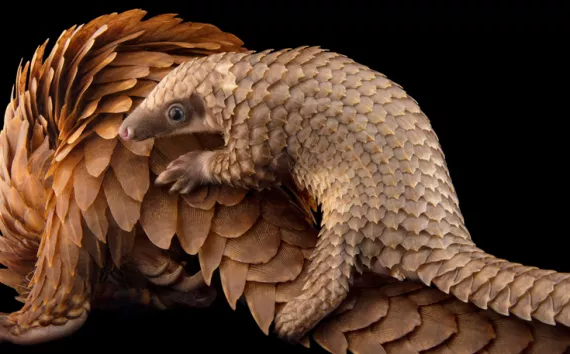 A baby white-bellied pangolin (Phataginus tricuspis) clings to her mother's back at Pangolin Conservation in St. Augustine, FL