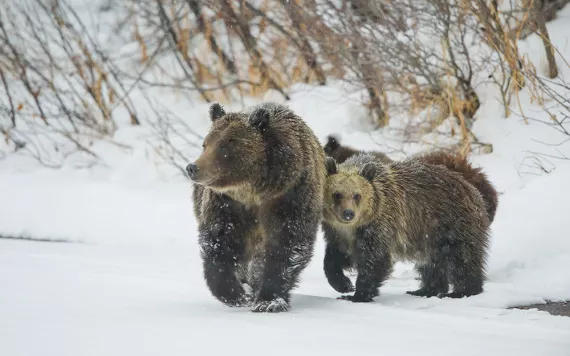 Bear 399 and her cubs
