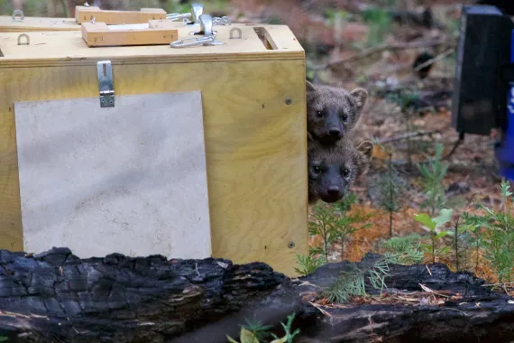 Rescued Fisher kits