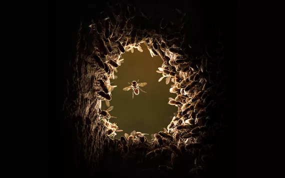 A honeybee hovers in a circle of daylight, as seen through a hole in a tree trunk