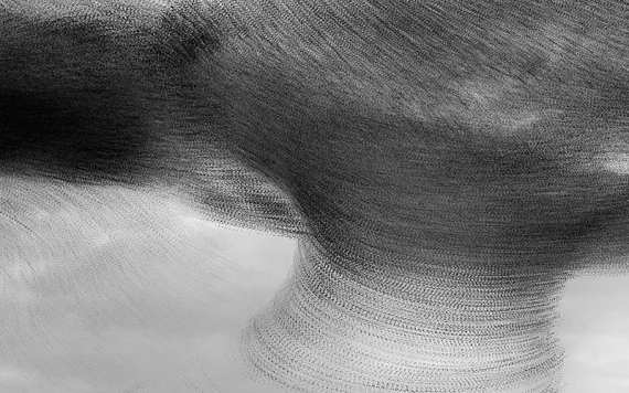 Dark cloud of thousands of starlings forming a funnel shape against a whiite sky.