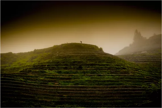 A Yao tribesman works late into the afternoon on rice terraces that scale mountains outside the village of Tantou, China.