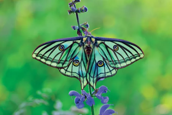 Spanish Moon Moth