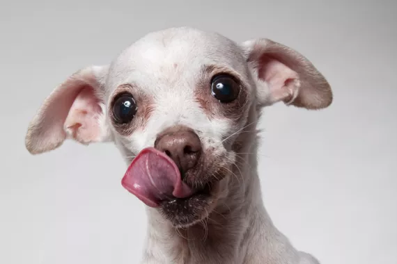 Leela, 10, spent most of her life in a cage at a puppy mill as a breeding female  until Wonder Dog Rescue found her a home.