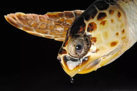 Loggerhead turtle 