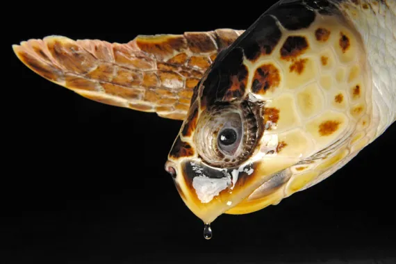 Loggerhead turtle 