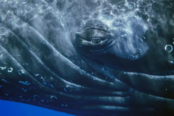 Whales