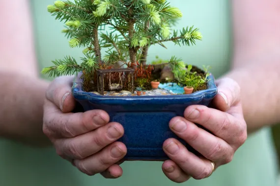 Mini Gardens