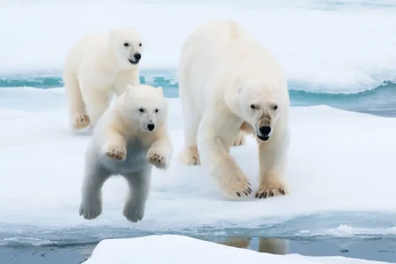 Arctic Ice