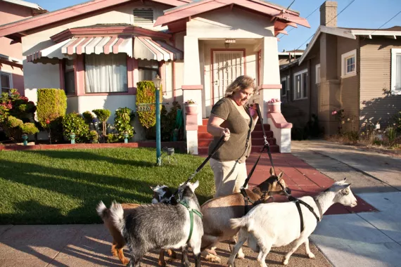 Urban farmer Kitty Sharkey often takes her four Nigerian dwarf goats for walks through her Oakland, California, neighborhood. 