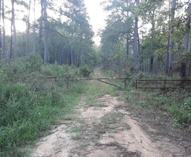 Illegally Constructed Road