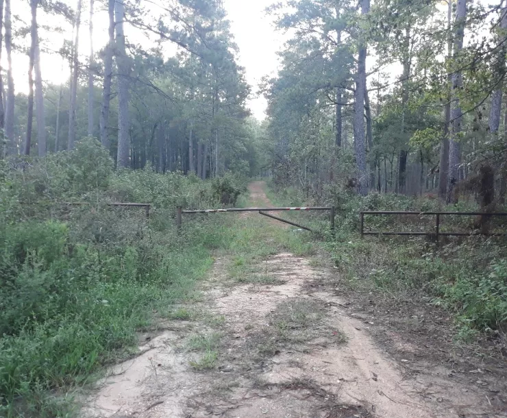 Illegally Constructed Road