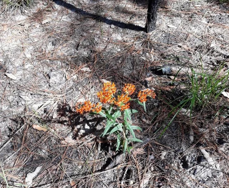 Butterfly Week after fire