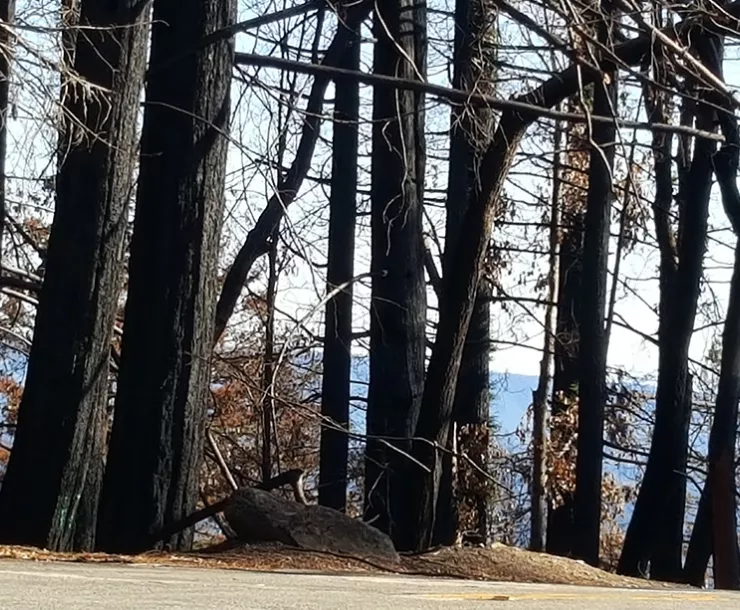 CZU Fire Damage Empire Grade