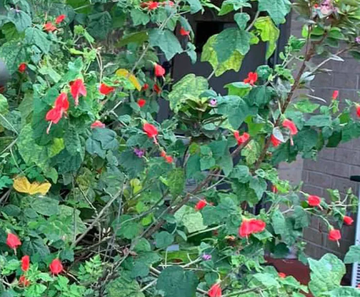 Turks Cap