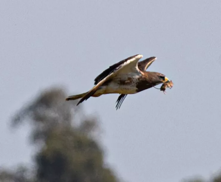 Bird with mouse
