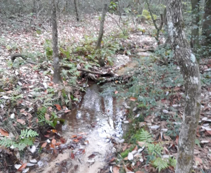 Compartment 97 in southeastern Sam Houston National Forest