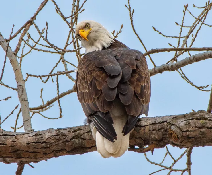 Bald eagle on tree branch, blue sky background