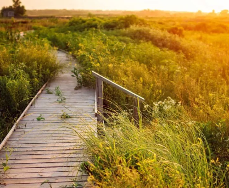Baker Wetlands at Sunset, wooden walkway in marsh with yellow/green grasses