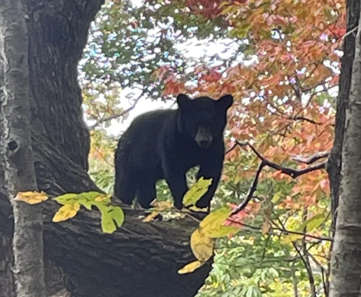 Bear Cub