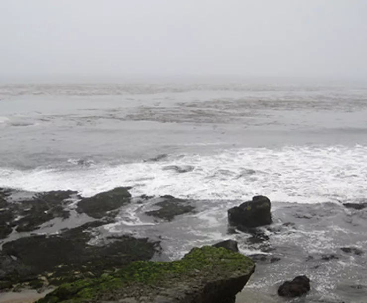 Coastal Fog at Rock View, mid county
