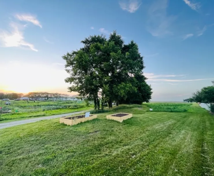 Green fields with a large tree against a blue sky. There are raised beds near the tree.