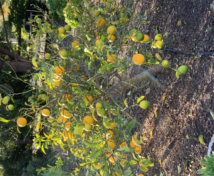 Lemon tree