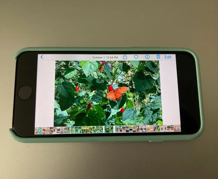 iPhone Naturalist