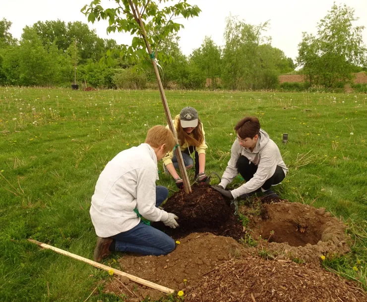 Planting trees at Pinnacle Park in Fitchburg