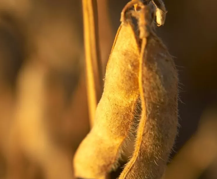 Soybean pod courtesy of United Soybean Board